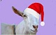 Вася Коломийцев: «Почему коза любит Новый год?»